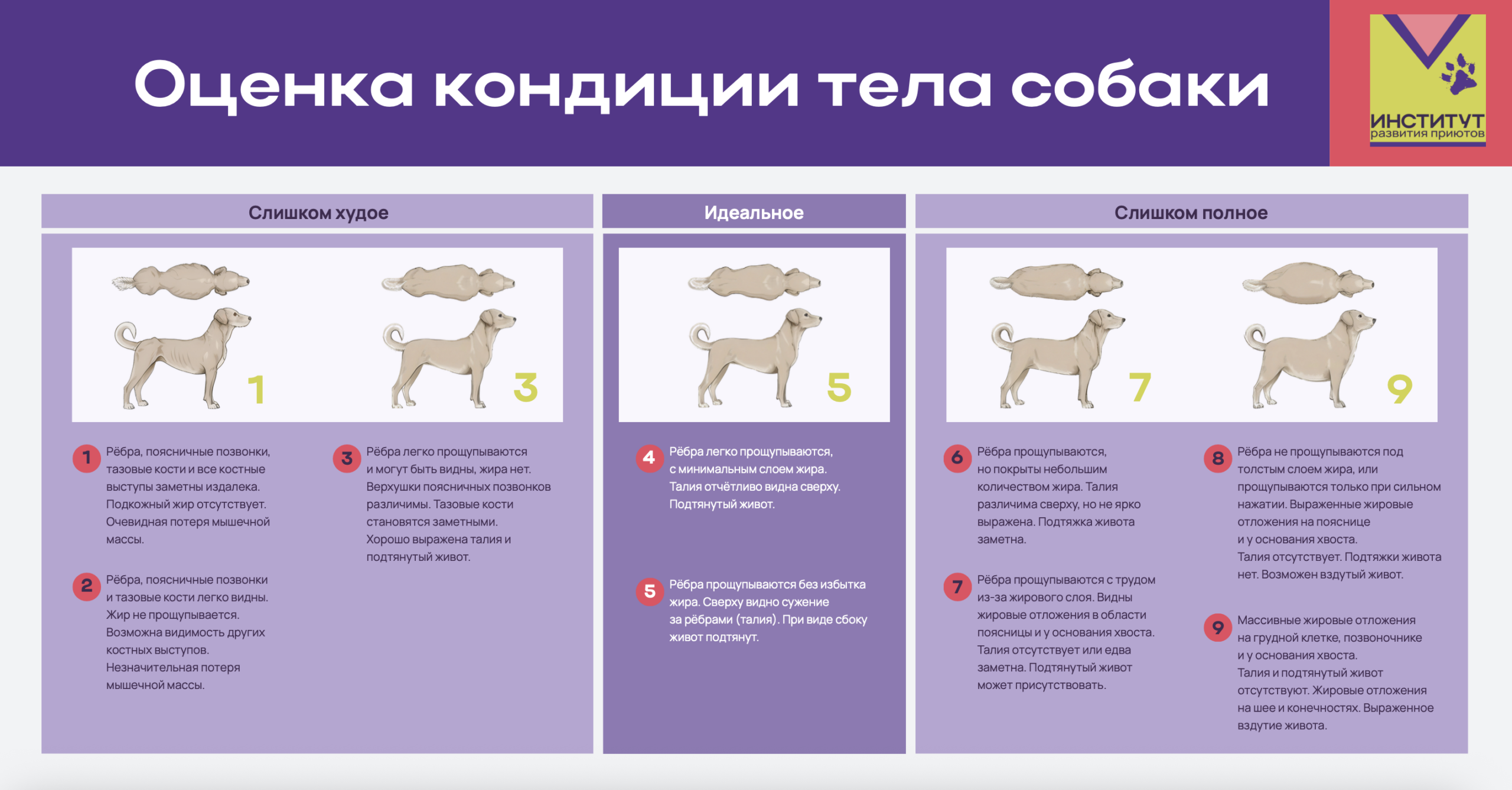 Шкала оценки кондиции тела собак, 1–9 баллов