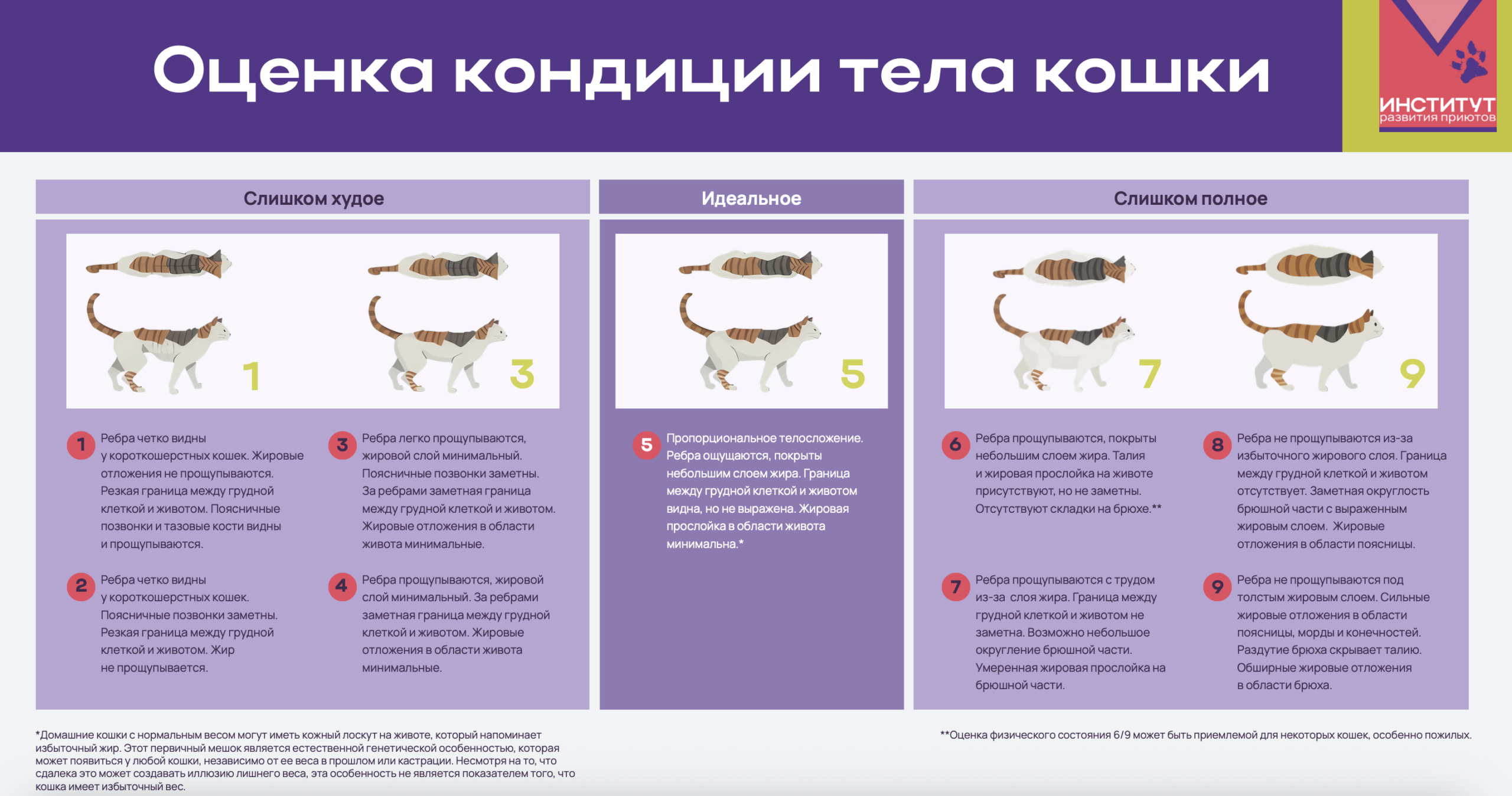 Шкала оценки кондиции тела кошек, 1–9 баллов